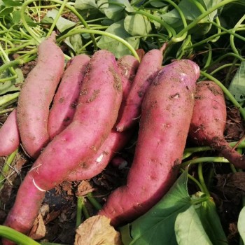 红薯苗 、西蓝花苗、 紫甘蓝苗、 黄心白菜苗、的培育与销售