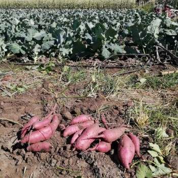 红薯苗 、西蓝花苗、 紫甘蓝苗、 黄心白菜苗、的培育与销售