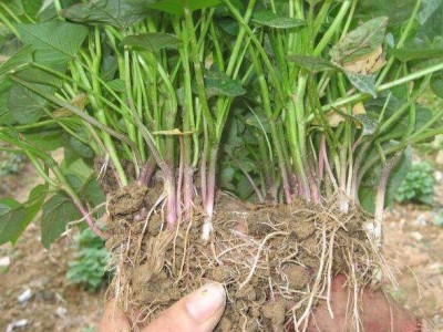 红薯苗 、西蓝花苗、 紫甘蓝苗、 黄心白菜苗、的培育与销售