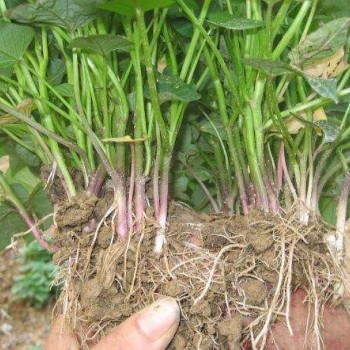 红薯苗 、西蓝花苗、 紫甘蓝苗、 黄心白菜苗、的培育与销售