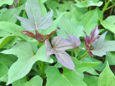 红薯苗 、西蓝花苗、 紫甘蓝苗、 黄心白菜苗、的培育与销售