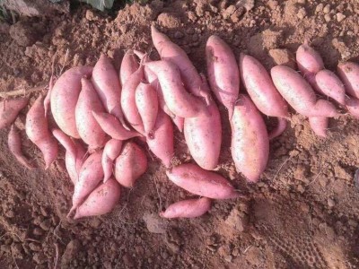 红薯苗 、西蓝花苗、 紫甘蓝苗、 黄心白菜苗、的培育与销售