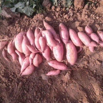 红薯苗 、西蓝花苗、 紫甘蓝苗、 黄心白菜苗、的培育与销售