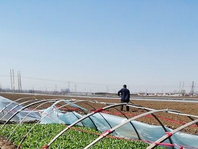 红薯苗 、西蓝花苗、 紫甘蓝苗、 黄心白菜苗、的培育与销售