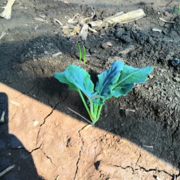 红薯苗 、西蓝花苗、 紫甘蓝苗、 黄心白菜苗、的培育与销售