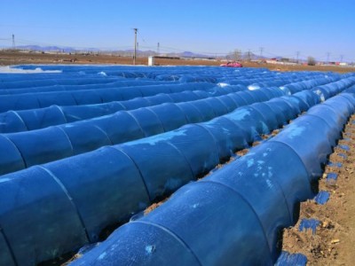 红薯苗 、西蓝花苗、 紫甘蓝苗、 黄心白菜苗、的培育与销售