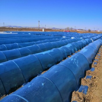 红薯苗 、西蓝花苗、 紫甘蓝苗、 黄心白菜苗、的培育与销售