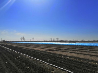 红薯苗 、西蓝花苗、 紫甘蓝苗、 黄心白菜苗、的培育与销售