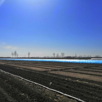 红薯苗 、西蓝花苗、 紫甘蓝苗、 黄心白菜苗、的培育与销售